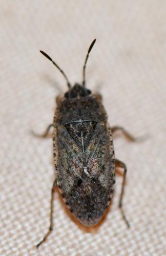Emblethis denticollis